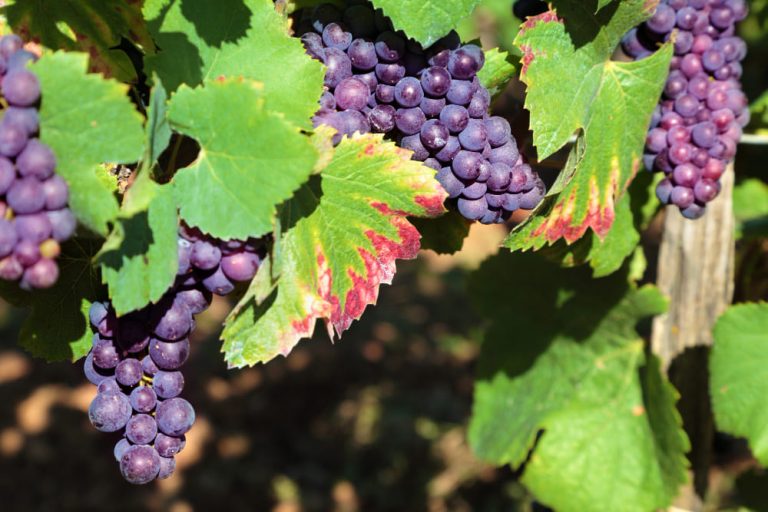 ¿En qué se caracteriza (y destaca) la uva tempranillo para vino?